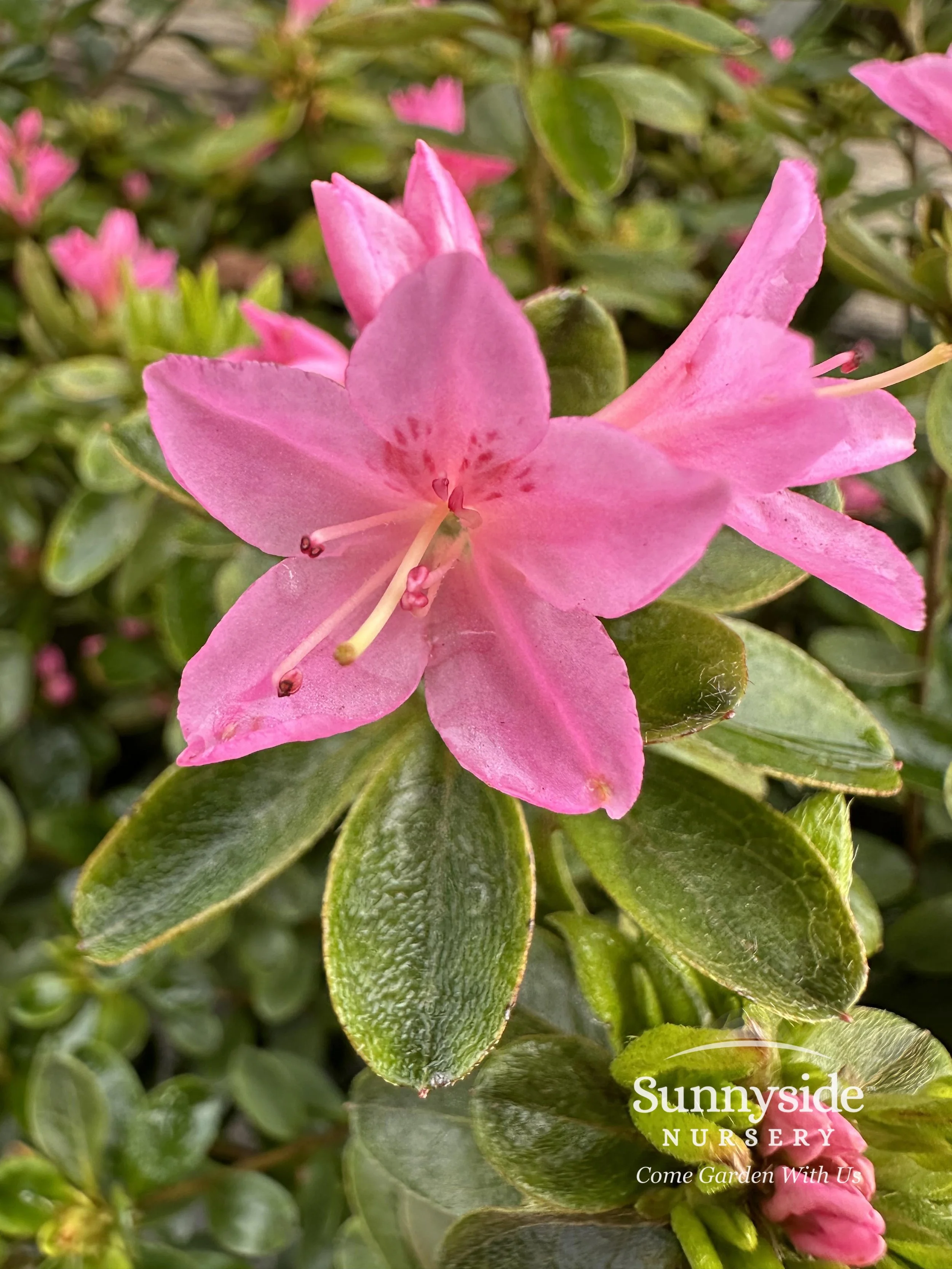 Pink Evergreen Azaleas — Sunnyside Nursery